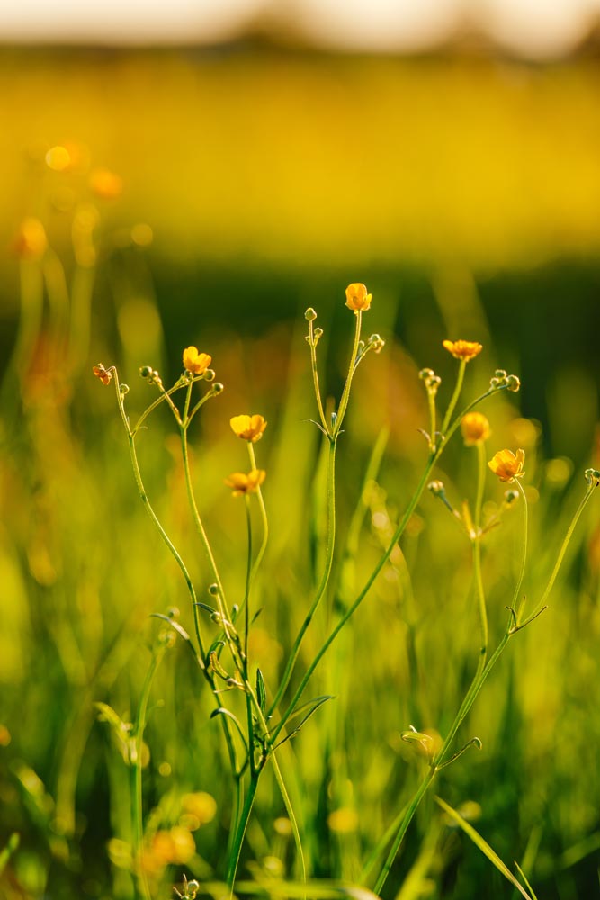 焦段:130mm,光圈:ƒ/10