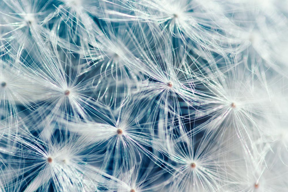 使用普通100mm微距镜头拍摄