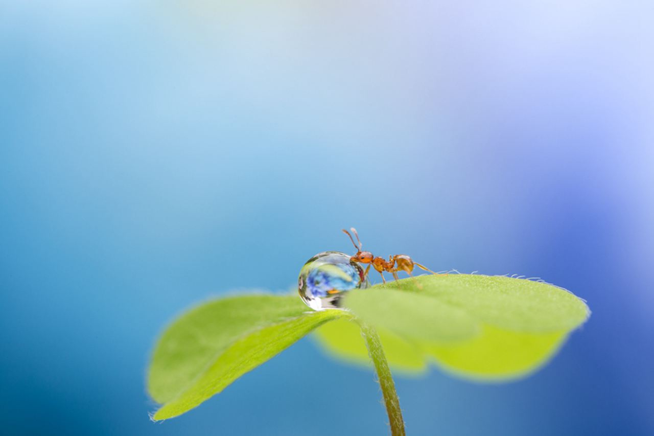 佳能EOS 6D + EF100mm f / 2.8 Macro IS，1/50，f9