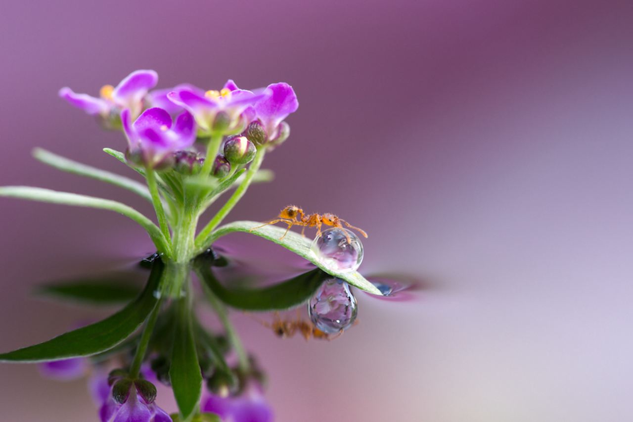 佳能EOS 6D + EF100mm f / 2.8 Macro IS，1/100，f7.1